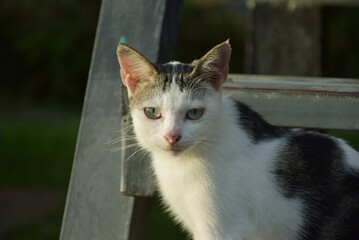 hungry stray cat sitting quietly outdoors in the gentle glow of the evening. The serene atmosphere of the nice day contrasts with the cat's longing gaze