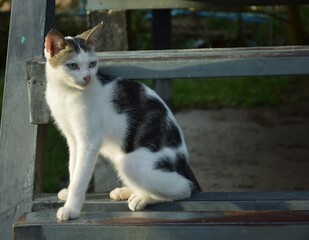 hungry stray cat sitting quietly outdoors in the gentle glow of the evening. The serene atmosphere of the nice day contrasts with the cat's longing gaze