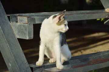 hungry stray cat sitting quietly outdoors in the gentle glow of the evening. The serene atmosphere of the nice day contrasts with the cat's longing gaze