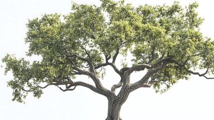 Large oak tree with detailed bark and widespread branches, isolated on a white background