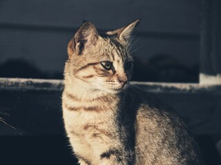 hungry stray cat sitting quietly outdoors in the gentle glow of the evening. The serene atmosphere of the nice day contrasts with the cat's longing gaze