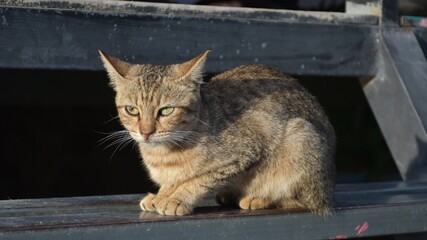 hungry stray cat sitting quietly outdoors in the gentle glow of the evening. The serene atmosphere of the nice day contrasts with the cat's longing gaze