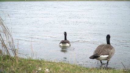 A Serene Flock Of Geese Swimming Gracefully In A Calm River, Surrounded By Lush Natural Scenery, Highlighting The Peaceful Beauty Of Wildlife Harmoniously Coexisting With Its Environment.	
