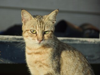 hungry stray cat sitting quietly outdoors in the gentle glow of the evening. The serene atmosphere of the nice day contrasts with the cat's longing gaze