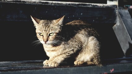 hungry stray cat sitting quietly outdoors in the gentle glow of the evening. The serene atmosphere of the nice day contrasts with the cat's longing gaze