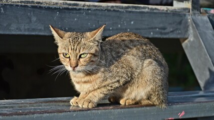 hungry stray cat sitting quietly outdoors in the gentle glow of the evening. The serene atmosphere of the nice day contrasts with the cat's longing gaze