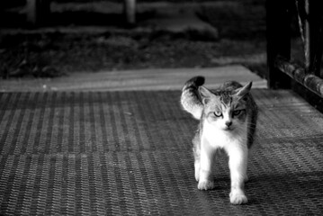 hungry stray cat sitting quietly outdoors in the gentle glow of the evening. The serene atmosphere of the nice day contrasts with the cat's longing gaze