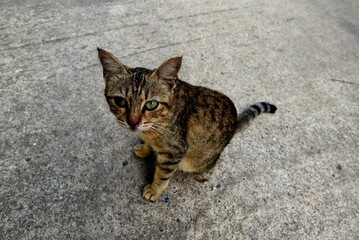 hungry stray cat sitting quietly outdoors in the gentle glow of the evening. The serene atmosphere of the nice day contrasts with the cat's longing gaze