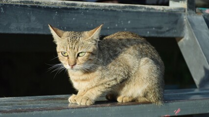 hungry stray cat sitting quietly outdoors in the gentle glow of the evening. The serene atmosphere of the nice day contrasts with the cat's longing gaze