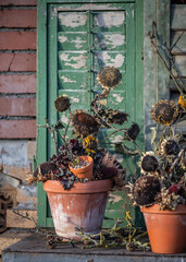 Herbstdekoration selber machen, getrocknete Sonnenblumen dekorieren, Landhaus, Gartendekoration, Vogelfutter