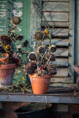 Herbstdekoration selber machen, getrocknete Sonnenblumen dekorieren, Landhaus, Gartendekoration,...