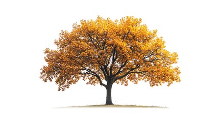 Autumn tree with golden yellow and orange leaves, standing against a white background