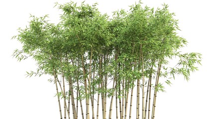 Bamboo tree with tall, slender shoots and small leaves isolated on a white background
