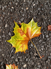 Tight Shot Of Autumn Leaf Fallen On Road