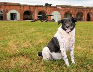 Hound Mix at national historic site Ft. Pulaski