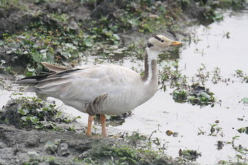 Bar Headed Goose