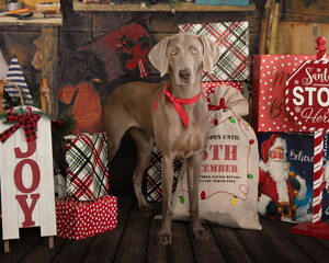 Weimaraner standing with green wreath around body