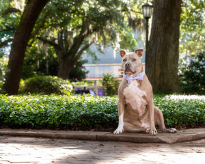 pit mix with blue striped bowtie sitting in park
