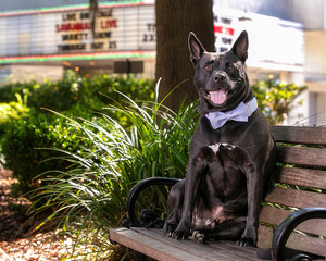 pit mix with blue striped bowtie sitting on bench in front of marquee;