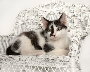 Black and white kitten on wicker chair