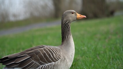 A Serene Duck Resting Calmly Near The Riverbank, Surrounded By Lush Greenery, Capturing The Tranquil Beauty Of Wildlife In Its Natural Habitat, Peacefully Coexisting With Nature.