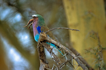 Rollier à longs brins, grenouille,.Coracias caudatus, Lilac breasted Roller