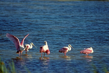 Spatule rosée, Platalea ajaja, Roseate spoonbill, Réserve Merritt Island, Floride, Etats Unis, USA