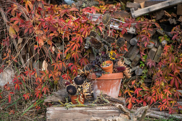 Herbstdekoration selber machen, getrocknete Sonnenblumen dekorieren, Landhaus, Gartendekoration, Vogelfutter