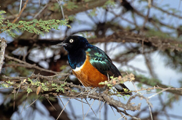 Choucador superbe,.Lamprotornis superbus, Superb Starling, Spreo superbe, Spreo superbus, Kenya