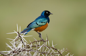 Choucador superbe, .Lamprotornis superbus, Superb Starling, Spreo superbe, Spreo superbus, Kenya