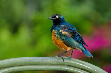 Choucador superbe, .Lamprotornis superbus, Superb Starling, Spreo superbe, Spreo superbus, Kenya