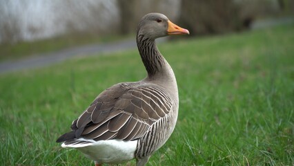 A Serene Duck Resting Calmly Near The Riverbank, Surrounded By Lush Greenery, Capturing The Tranquil Beauty Of Wildlife In Its Natural Habitat, Peacefully Coexisting With Nature.	
