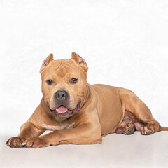 with cropped ears  laying down on high key isolated white background