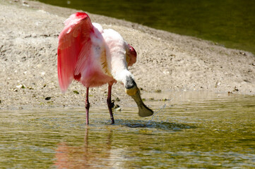 Spatule rosée, Platalea ajaja, Roseate spoonbill, Réserve Merritt Island, Floride, Etats Unis, USA