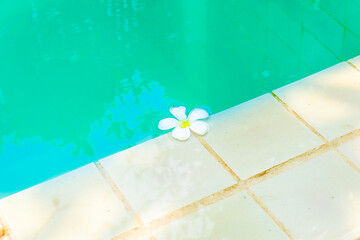 Plumeria flowers floating on blue swimming pool,White and yellow plumeria flowers,tropical white...