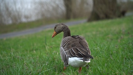 A Serene Duck Resting Calmly Near The Riverbank, Surrounded By Lush Greenery, Capturing The Tranquil Beauty Of Wildlife In Its Natural Habitat, Peacefully Coexisting With Nature.	
