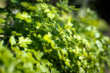 Garden parsley, a health-promoting vegetable.
