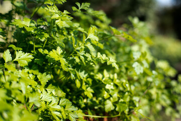 Garden parsley, a health-promoting vegetable.
