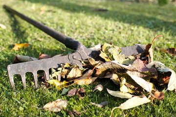 Garden tools, raking leaves in autumn.

