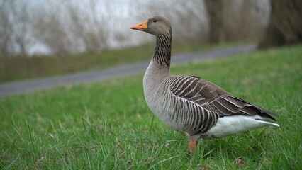 Goose. A Graceful Goose Standing Calmly Near The Riverbank, Surrounded By Lush Greenery And Reflective Waters, Capturing The Peaceful Essence Of Wildlife In Harmony With Its Natural Environment.	
