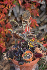 Herbstdekoration selber machen, getrocknete Sonnenblumen dekorieren, Landhaus, Gartendekoration, Vogelfutter