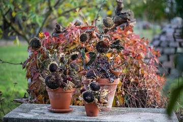 Herbstdekoration selber machen, getrocknete Sonnenblumen dekorieren, Landhaus, Gartendekoration,...