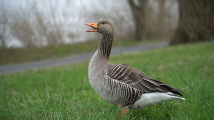A Tranquil Scene Of Geese Resting Peacefully Near The Riverbank, Surrounded By Lush Greenery And Calm Waters, Highlighting The Harmony And Beauty Of Wildlife In Its Natural Habitat.	
