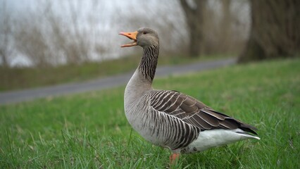 Goose. A Graceful Goose Standing Calmly Near The Riverbank, Surrounded By Lush Greenery And Reflective Waters, Capturing The Peaceful Essence Of Wildlife In Harmony With Its Natural Environment.	
