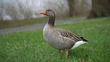 A Serene Duck Resting Calmly Near The Riverbank, Surrounded By Lush Greenery, Capturing The Tranquil Beauty Of Wildlife In Its Natural Habitat, Peacefully Coexisting With Nature.
