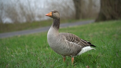 A Serene Duck Resting Calmly Near The Riverbank, Surrounded By Lush Greenery, Capturing The Tranquil Beauty Of Wildlife In Its Natural Habitat, Peacefully Coexisting With Nature.