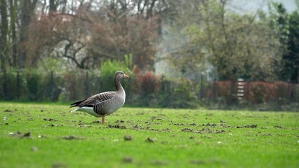 A Serene Duck Resting Calmly Near The Riverbank, Surrounded By Lush Greenery, Capturing The Tranquil Beauty Of Wildlife In Its Natural Habitat, Peacefully Coexisting With Nature.