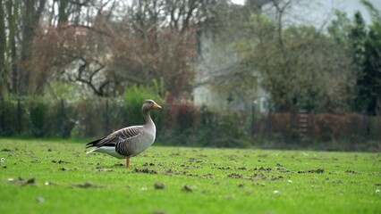 Graceful Goose Standing On Lush Green Grass By The Edge Of A Serene River, Surrounded By The Beauty Of Nature, Creating A Peaceful And Idyllic Scene That Showcases Harmony Between Wildlife And Its Hab