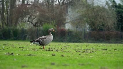 Graceful Goose Standing On Lush Green Grass By The Edge Of A Serene River, Surrounded By The Beauty Of Nature, Creating A Peaceful And Idyllic Scene That Showcases Harmony Between Wildlife And Its Hab