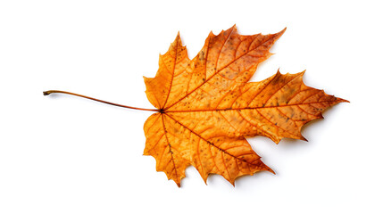 Fototapeta premium Autumn leaves on an isolated white background.